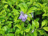 Check spelling or type a new query. Duranta Erecta Wikipedia