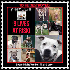 Pin By Tristine S Treasures Tdebryne On Have A Heart And Save This Dog Dogs Dog Adoption Animals