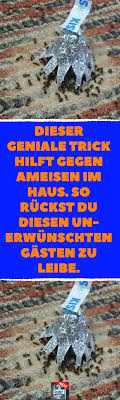 Dieser Geniale Trick Hilft Gegen Ameisen Im Haus So Ruckst Du Diesen Unerwunschten Gasten Zu Leibe Ameisen Mit Einfachem Trick Mit Bildern Ameisen Im Haus Ameisen Tricks