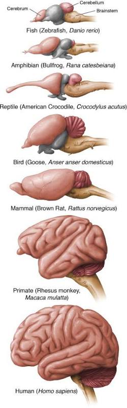 Brain Death - an overview | ScienceDirect Topics
