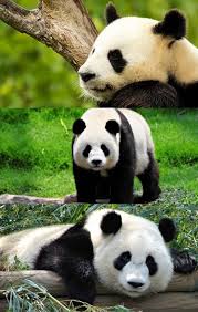 Giant Pandas Are No Longer Considered Endangered Giant Pandas Wild Animals Baby Animals Pictures Baby Animals Super Cute Animals Beautiful