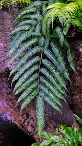 Image result for Coniogramme