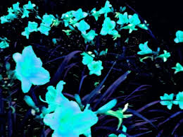 Pink roses are symbols of love, gratitude, and joy, making them a thoughtful gift for any queen in your life.loved ones will wait excitedly for spring when glossy, green leaves, shoots, and buds burst to life. Neon Blue Flowers Photography Edit By Arykalemonade On Deviantart