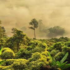 Species native to, and restricted to, a particular geographical region. Das Artensterben Geht Schneller Als Gedacht Wissen