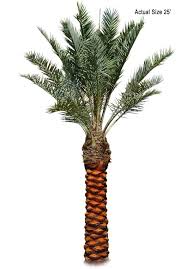 Date palm information * grow medjool date palms in california * purchase medjool date palm offshoots in california. True Date Palm Tree Medjool Phoenix Dactylifera Large Palm Medjool Date Palm Wholesale Date Palm