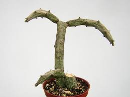 Image result for Ceropegia cimiciodora