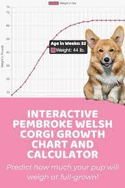 See more ideas about corgi, cute animals, puppies. Interactive Pembroke Welsh Corgi Growth Chart And Calculator Puppy Weight Calculator In 2021 Welsh Corgi Pembroke Welsh Corgi Pembroke Welsh