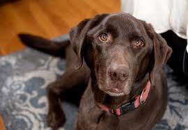 The milky white color of authentic pearls is something to behold. Chocolate Lab Names A List Of 500 Best Most Popular Names All Things Dogs All Things Dogs