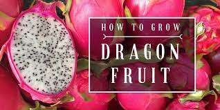 Make sure you sprinkle the soil. How To Grow Dragon Fruit At Home You Should Grow