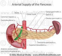 Blood travels from the heart in arteries, which branch into smaller and smaller vessels, eventually becoming arterioles. Pancreas Blood Supply Labeled Alila Medical Images
