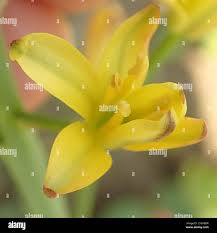 Image result for Eriospermum mackenii