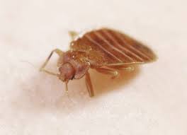 rise in bed bug infestations