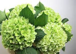 Hydrangea Ivoor Classic Green Jpg 417 297 Green Hydrangea Hydrangea Bridal Bouquet Container Gardening Flowers