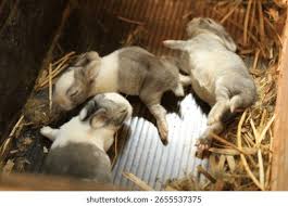 Image result for tbn:nuNU7FPK4A54yM::rvforsaleguide.com/images/bunny-resting-picture.jpg