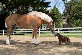 The ancestral stock of the horse of south america descended from horses brought to the western hemisphere by the spanish of andalusian. Shire Vs Falabella Shire Is A Looking At Nature Facebook