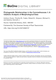 Image result for Anthericopsis sepalosa