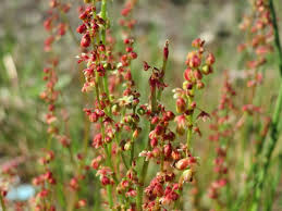 Image result for Rumex