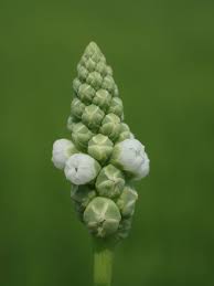 Image result for Sphenoclea zeylanica