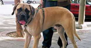 The chow chow is an independent dog that is calm and vigilant. How To Put On A Dog Harness Step By Step Directions With Video Care Com