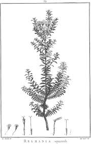 Image result for Prismatocarpus cordifolius