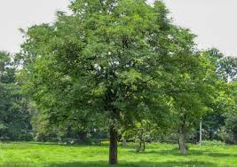 Image result for Tamarindus