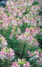 All America Selections Cleome Flowers Pollinator Garden Pink Garden