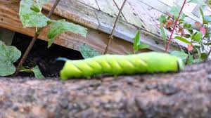 See more ideas about caterpillar, moth caterpillar, cool bugs. Caterpillar With Huge Spike Youtube