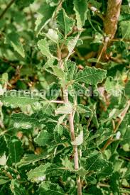 Image result for Commiphora africana