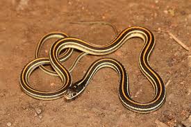 Are some places more snaky than others? Western Ribbon Snake Thamnophis Proximus Inaturalist