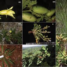 Image result for Peponium