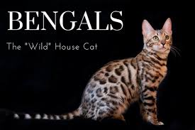 Skip to registered breeder list >. The Joys And Hazards Of Living With A Pet Bengal Cat Pethelpful By Fellow Animal Lovers And Experts