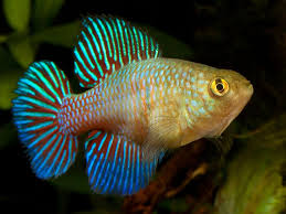 Hypsolebias Fulminantes Flickr Freshwater Aquarium Fish Freshwater Fish Tropical Fish