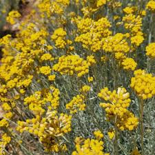 Image result for Helichrysum graniticola