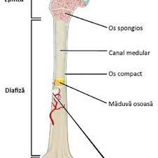 Structura de bază a unui os lung. PÄƒrÈ›ile Anatomice Ale Unui Os Lung Imagine ModificatÄƒ DupÄƒ Download Scientific Diagram