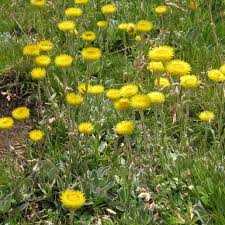 Image result for Helichrysum aureum