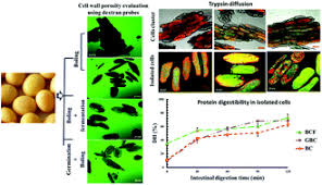 Check spelling or type a new query. Effect Of Soybean Processing On Cell Wall Porosity And Protein Digestibility Food Function Rsc Publishing