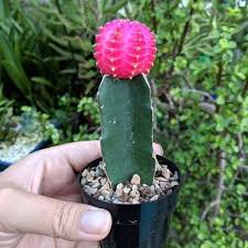 The unique ruby ball cactus or moon cactus (gymnocalycium mihanovichii) features a to regraft a ruby ball cactus top: Pink Moon Cactus Ruby Ball Cactus Wild Roots