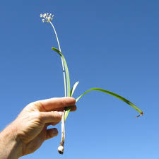 Image result for Nothoscordum borbonicum