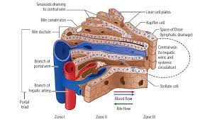 Your article has been reviewed by. Print Gi Liver Tissue Architecture Flashcards Easy Notecards