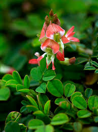 Image result for Indigofera spicata