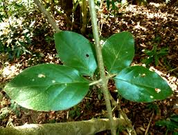 Image result for Canthium inerme