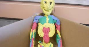 How To Make A Skeleton Model Out Of Clay Matt Used Clay To Make A Model Of The Muscular System Isabella S Project Was On The N Muscular System Circulatory System Projects Circulatory System