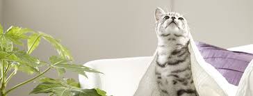 How Long Can Cats Go Without Food 1 Plus Years Whiskas Uk