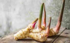 Maybe you would like to learn more about one of these? Jahe Dan Kunyit Berkembang Biak Dengan Cara Cara Golden