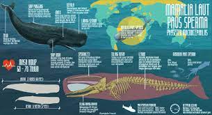 Kumpulan berita paus sperma terbaru hari ini. Pin Di Infografis Keanekaragaman Hayati