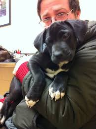 Pitbull Lab Mix Black And Brown Black Lab Chow Pitbull Mix Dog Gallery Images Pitbull Mix Dog Lovers Pitbulls