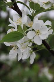 Maybe you would like to learn more about one of these? Snowdrift Flowering Crabapple Flowering Trees Stark Bro S