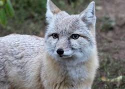There has been a lot of research lately around domesticating foxes. Foxes For Sale