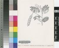 Image result for Acacia adenocalyx