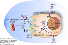 They are interested in examining the relationship between pesticide exposures and skin cancer. Frontiers The Multifaceted Role Of Heme In Cancer Oncology